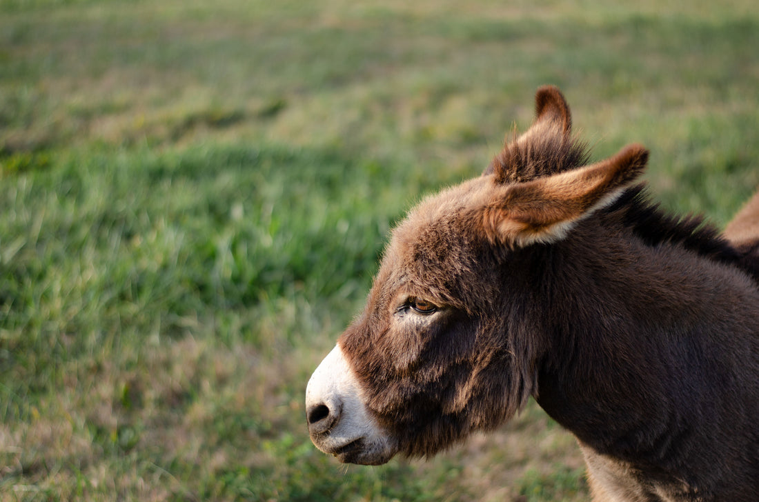 Slide Job Ranch Home Page